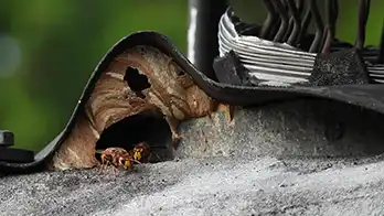 Hoornaarnest bij schoorsteen
